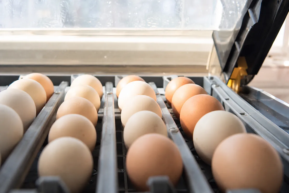 How to Incubate Chicken Eggs From Day One to Hatch