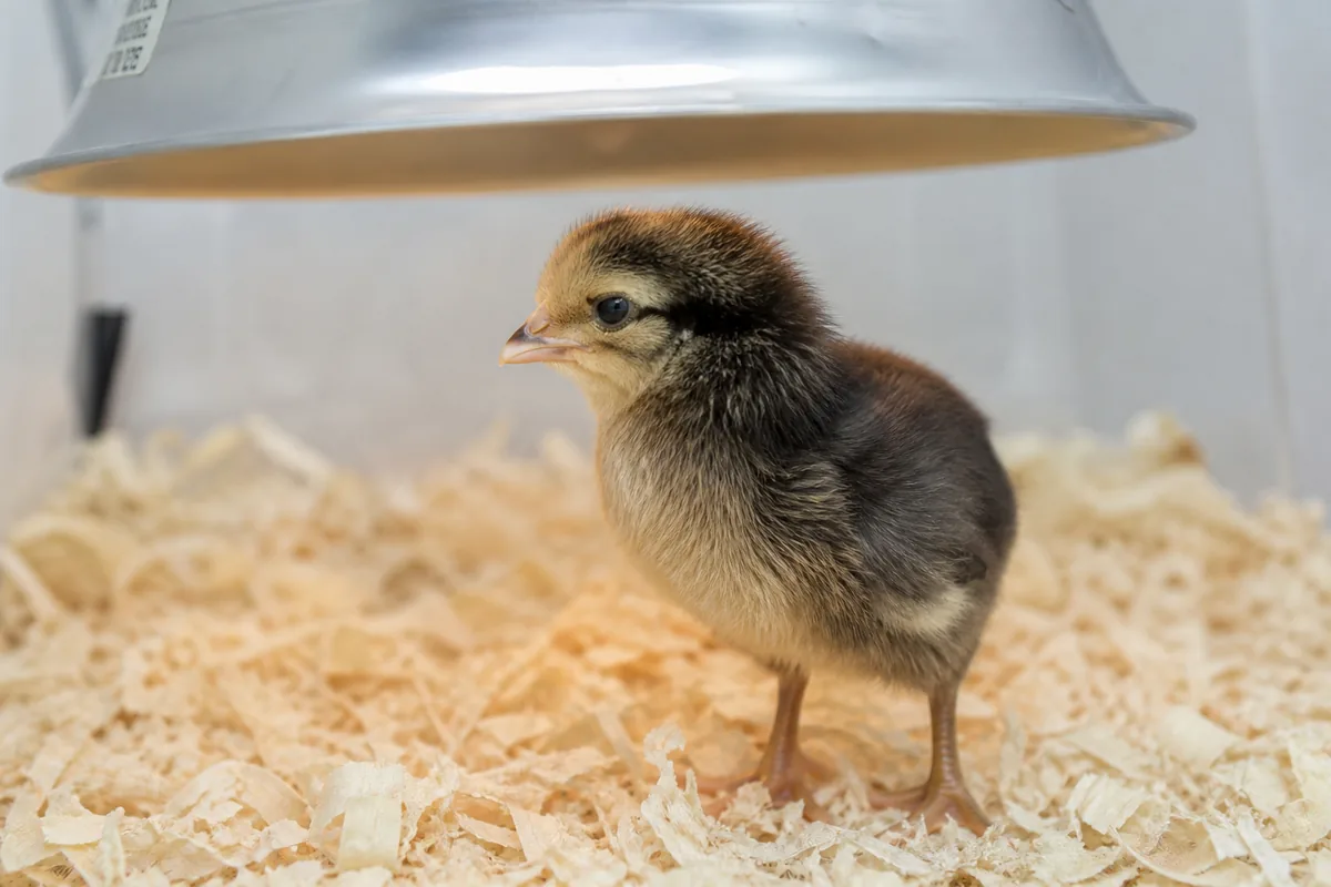 Egg Production: 150-200 Large Brown Eggs Per Year