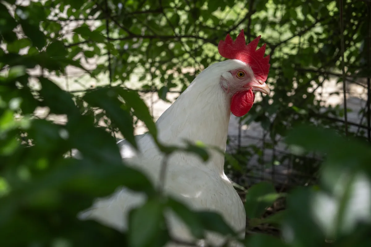 Leghorn Egg Production: 300-320 White Eggs Per Year