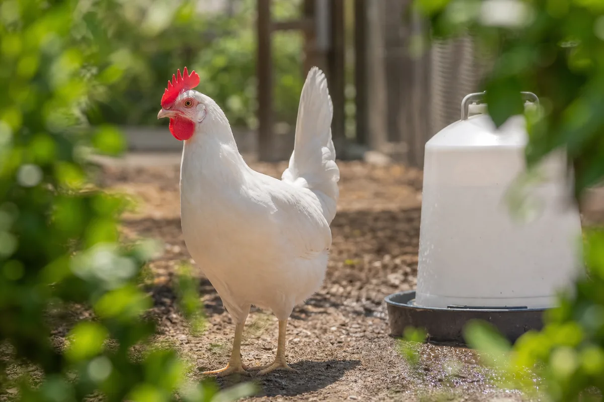 Temperament: Flighty Birds Versus the Foghorn Leghorn Myth