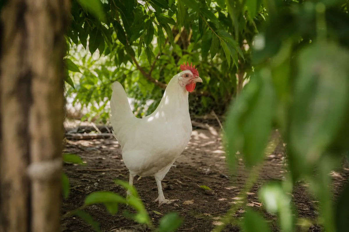 Feeding Leghorns: High-Calcium Diet for 300+ Eggs Per Year