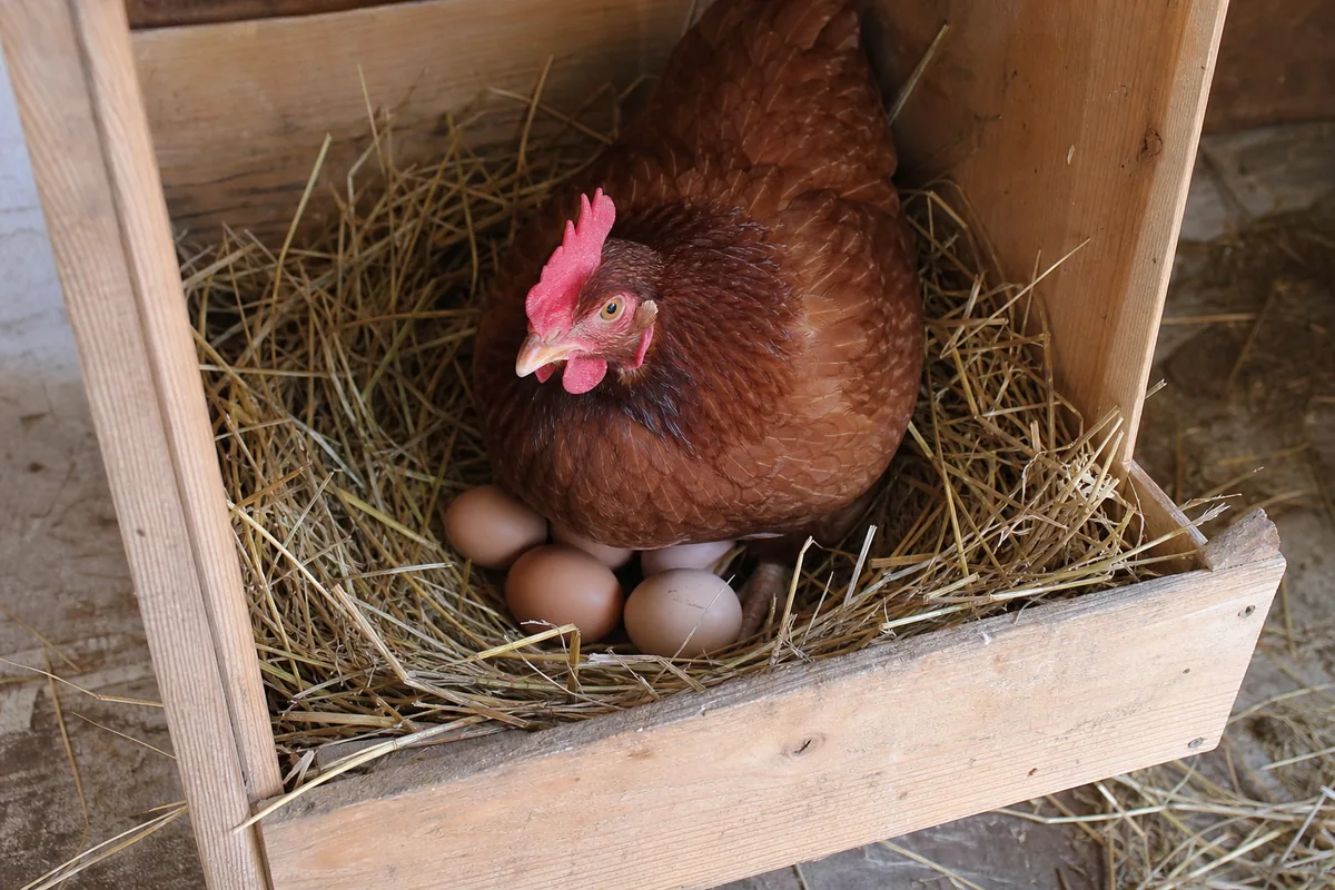 The New Hampshire Red Was Bred Out of Rhode Island Stock