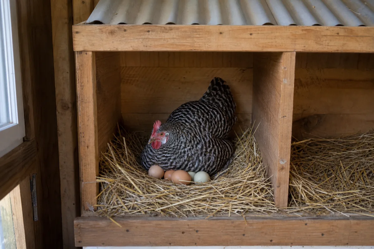 Plymouth Rock Egg Production: 200–280 Brown Eggs Per Year