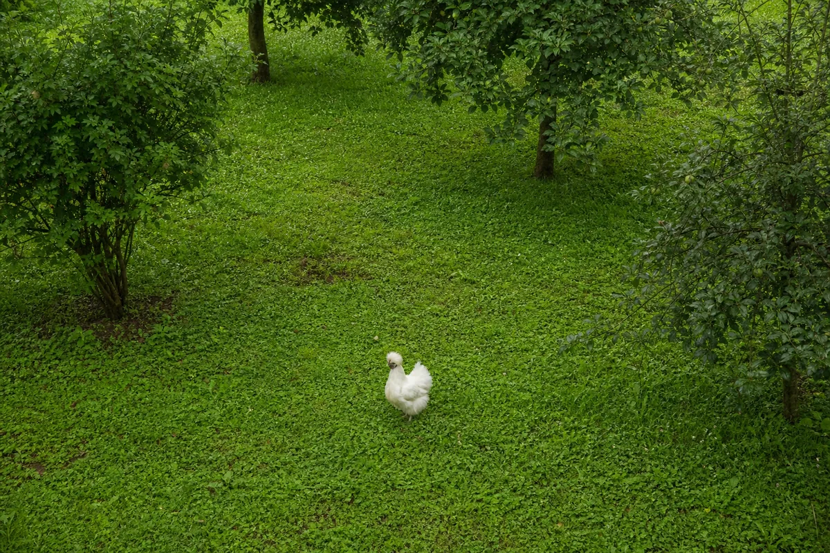 The Polish Chicken Cannot See Past Its Own Crest