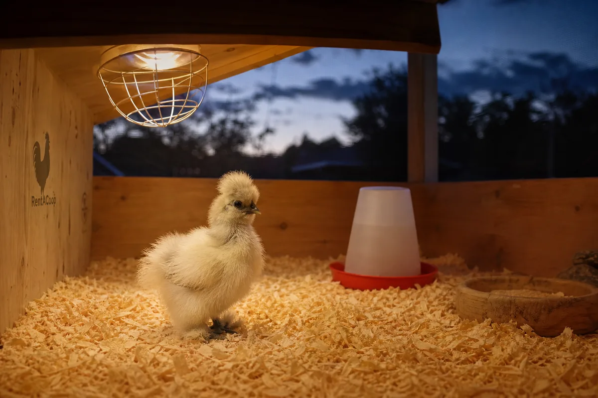 Using a Silkie as a Surrogate Mother: Practical Brooding Setup