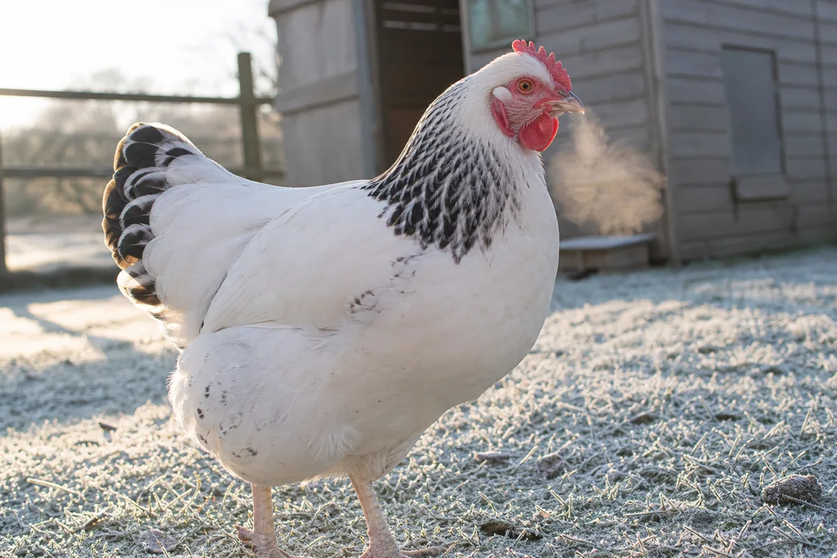 How the Sussex Compares to Other Dual-Purpose Heritage Breeds