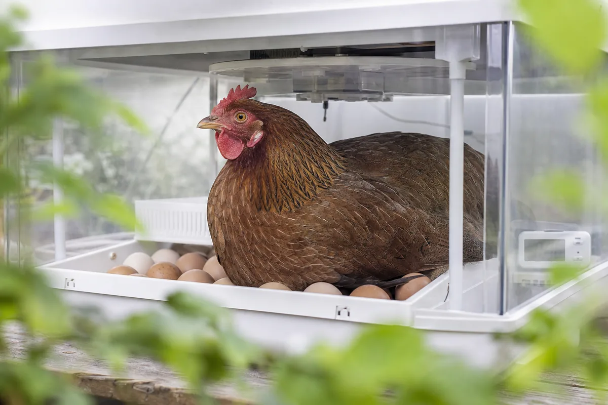 Auto-Sexing: Identifying Males at Hatch