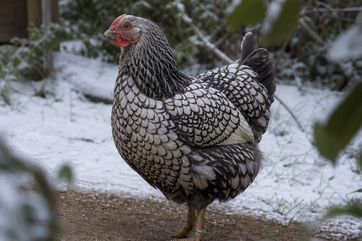 The Wyandotte's Rose Comb Is Built for Hard Winters