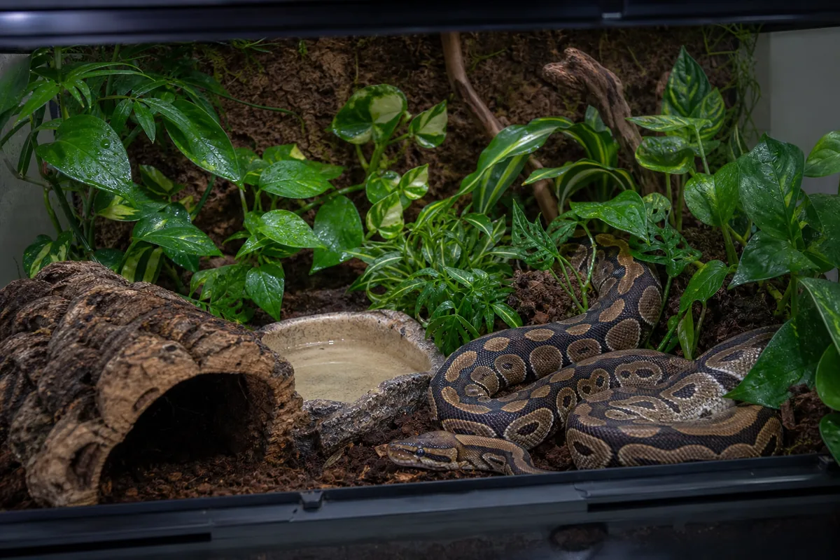 Ball Python Enclosure Setup: Build for the Snake That Hides 23 Hours a Day
