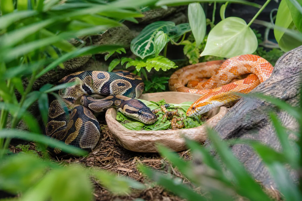 Ball Python vs Corn Snake: Two Different Personalities in a Snake-Shaped Package