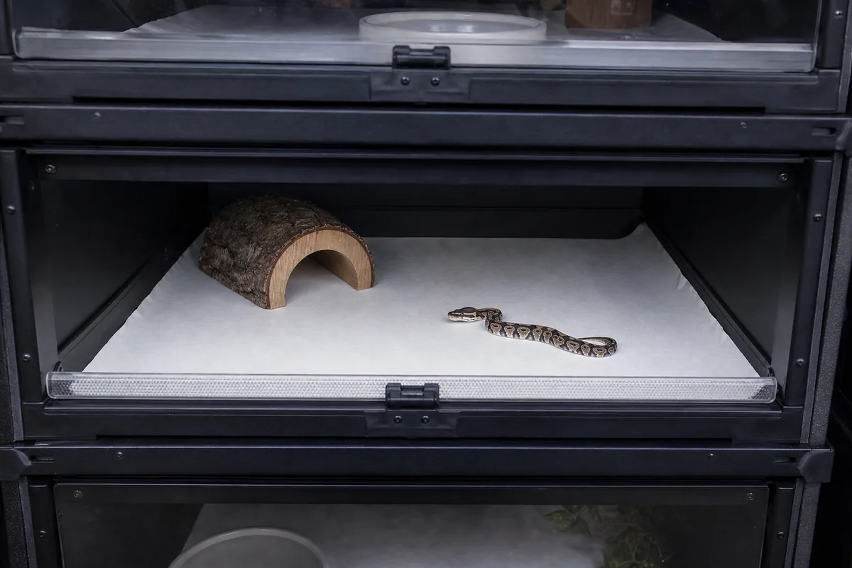Ball Pythons Stay Small and Handle Calmly for Years