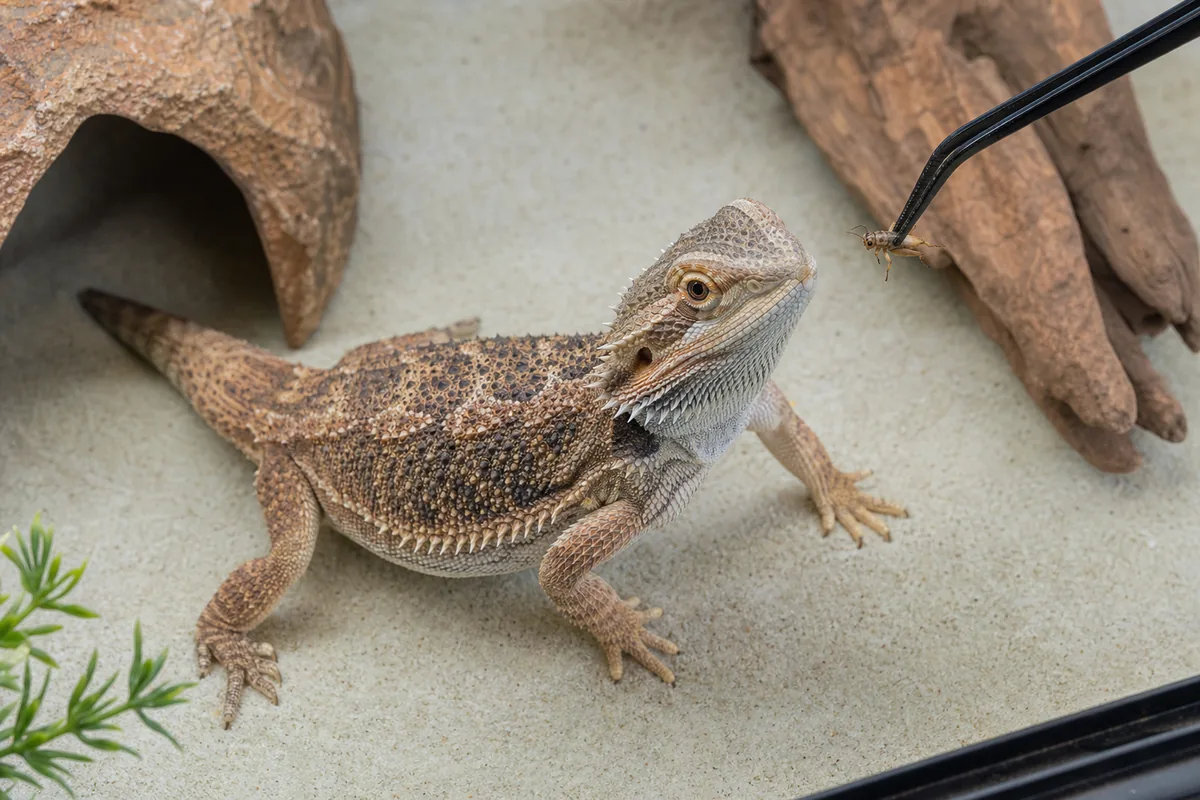 The Leopard Gecko Is the Reptile That Forgives Most