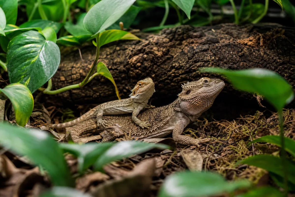 Halogen PAR38 Flood: Best Overall Basking Lamp for Any Reptile
