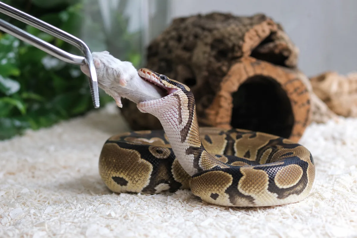 Ball Python: Best Pet Snake for Handling and Morph Variety