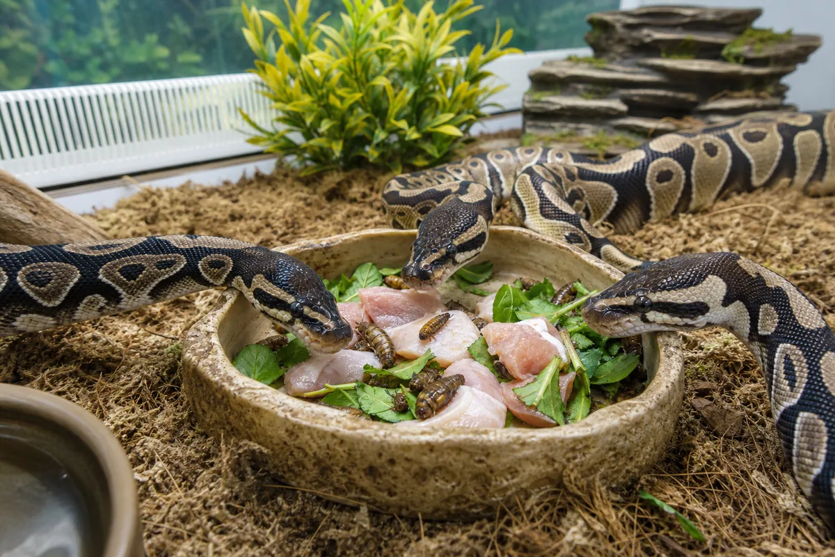 Why Whole Prey Nutrition Cannot Be Replaced by Chicken