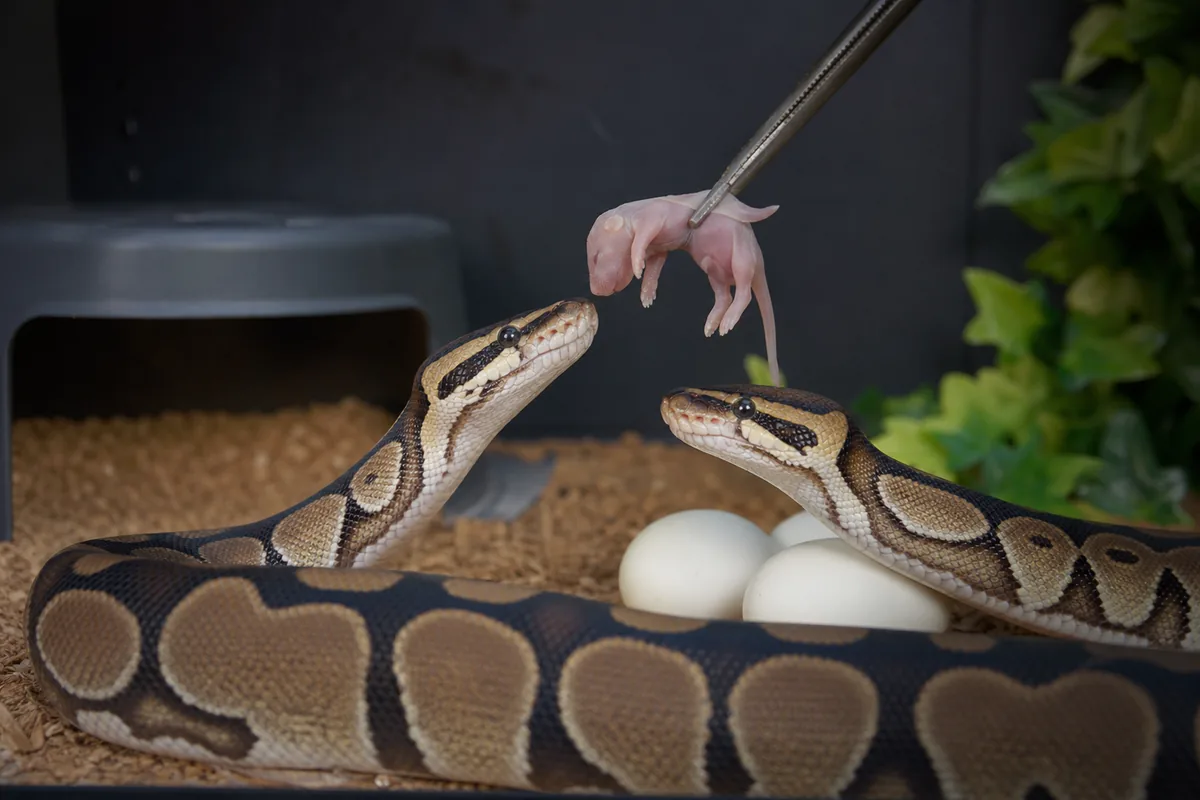 What Eggs Provide and What They Miss