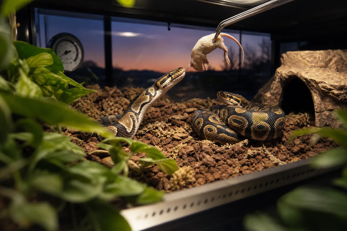 Do Raw Egg Whites Block Biotin in a Ball Python?