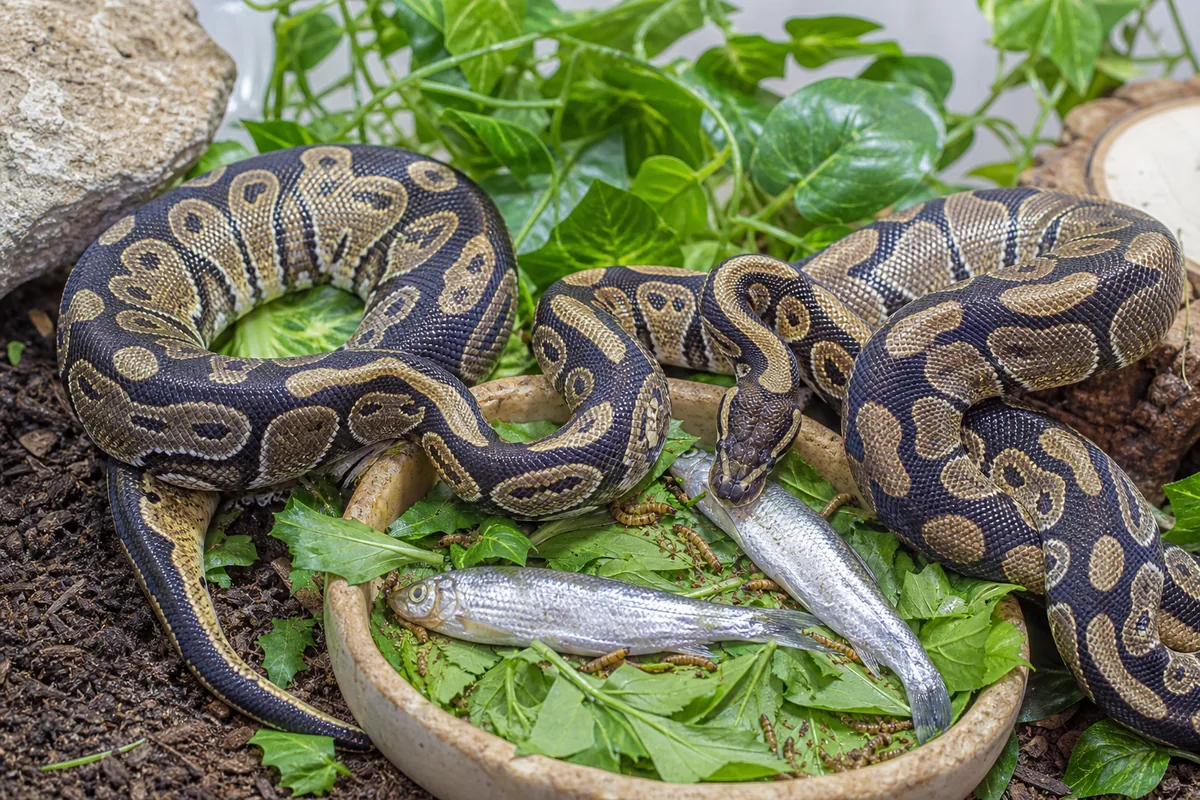 Thiaminase: Why Fish Destroys Vitamin B1 in Ball Pythons