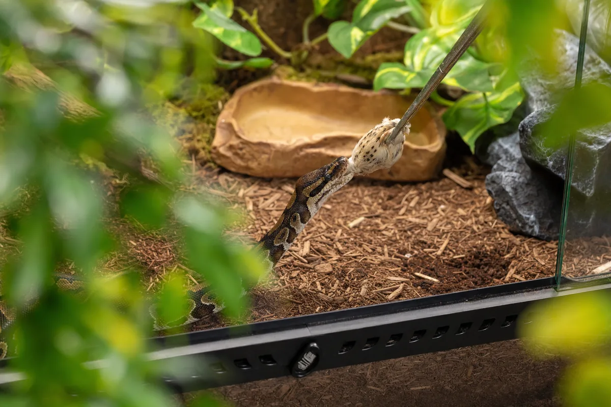 How Often Should a Ball Python Get Whole Quail?