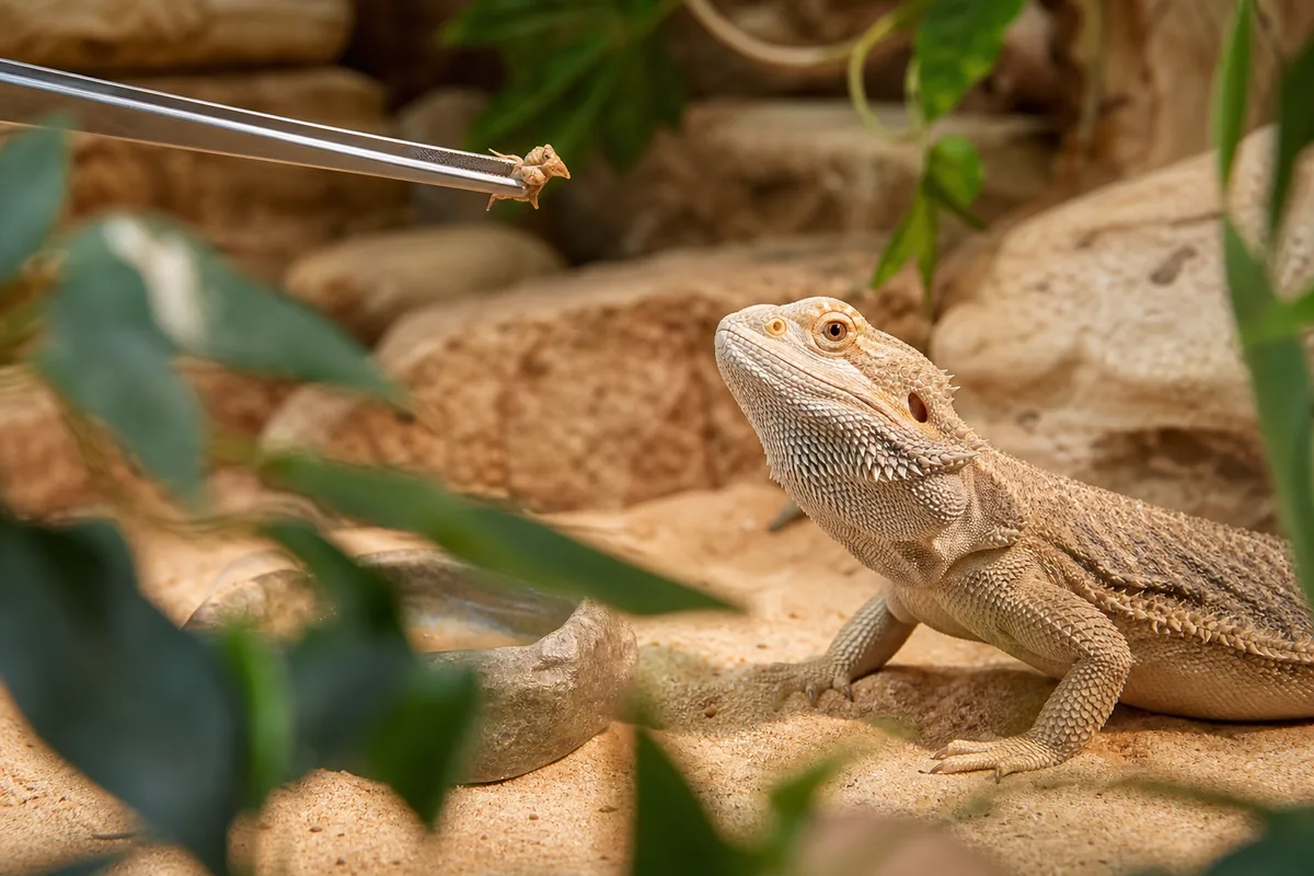 What Persin Does to a Bearded Dragon