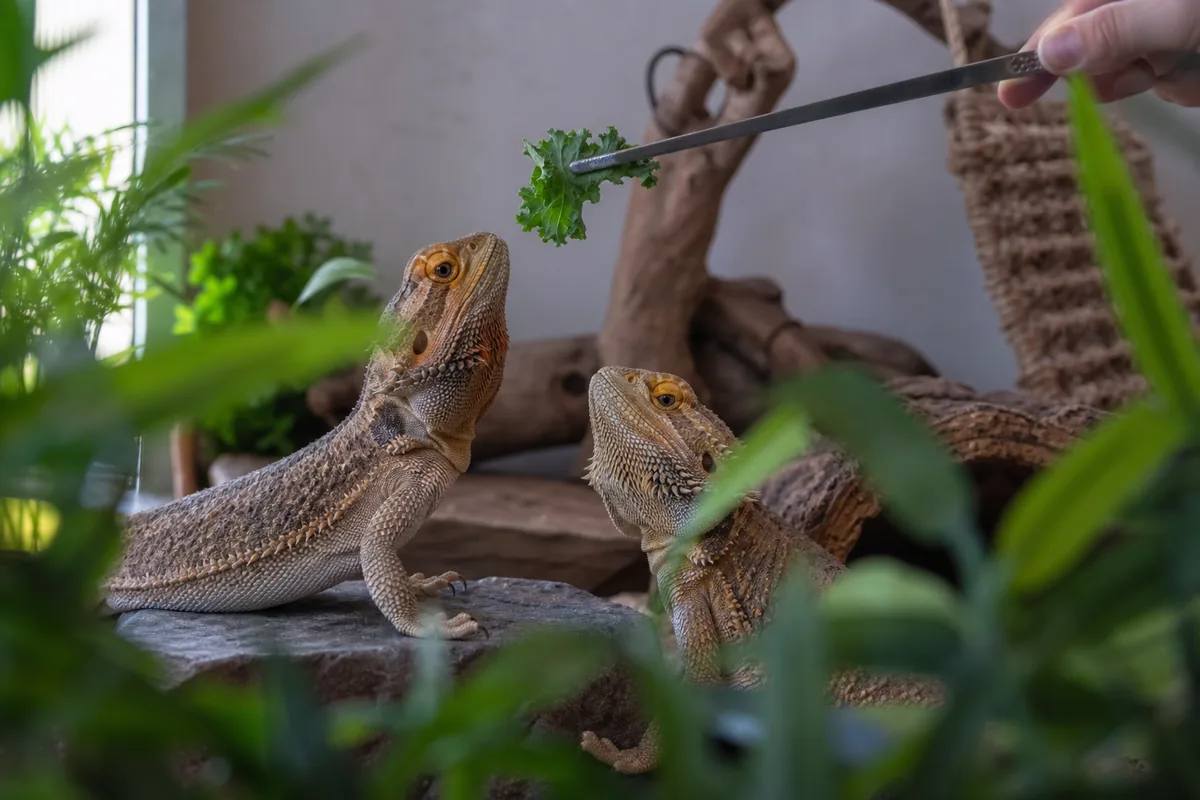 Is Kale Good Enough to Be a Dragon's Staple Green?