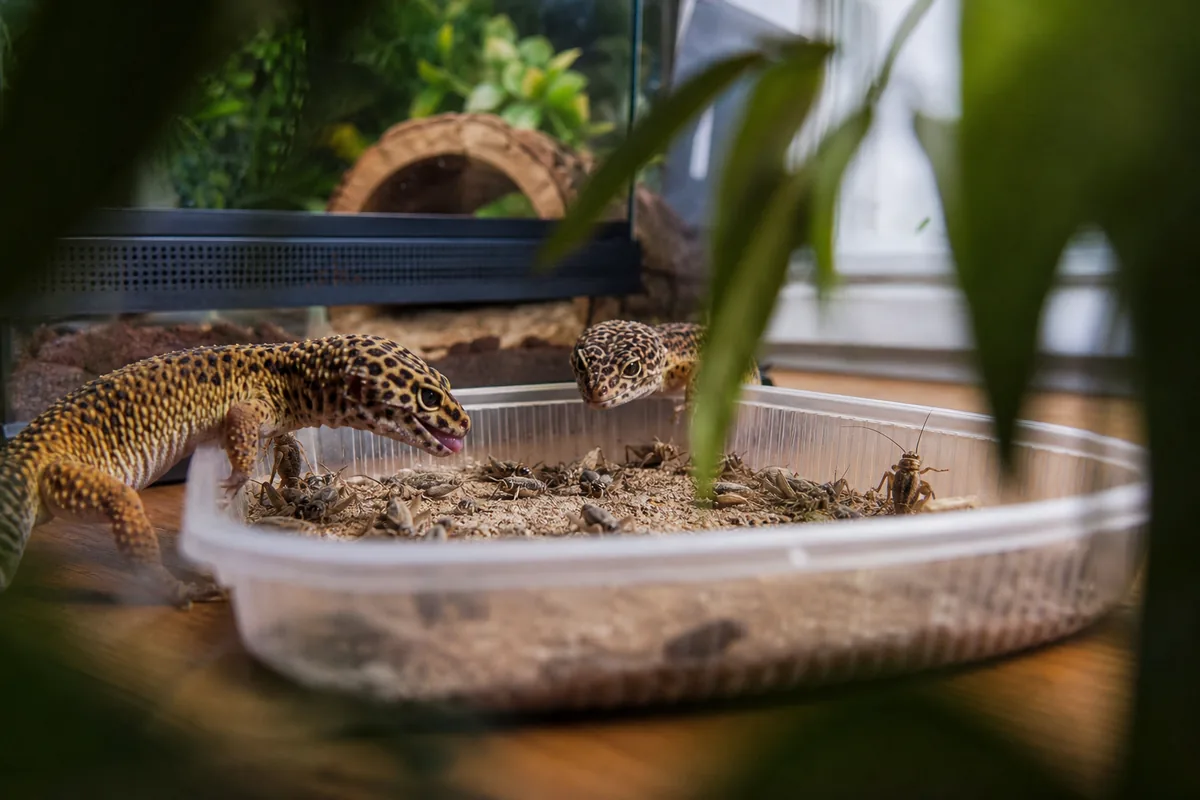 Are Crickets Still the Best Staple for a Leopard Gecko?