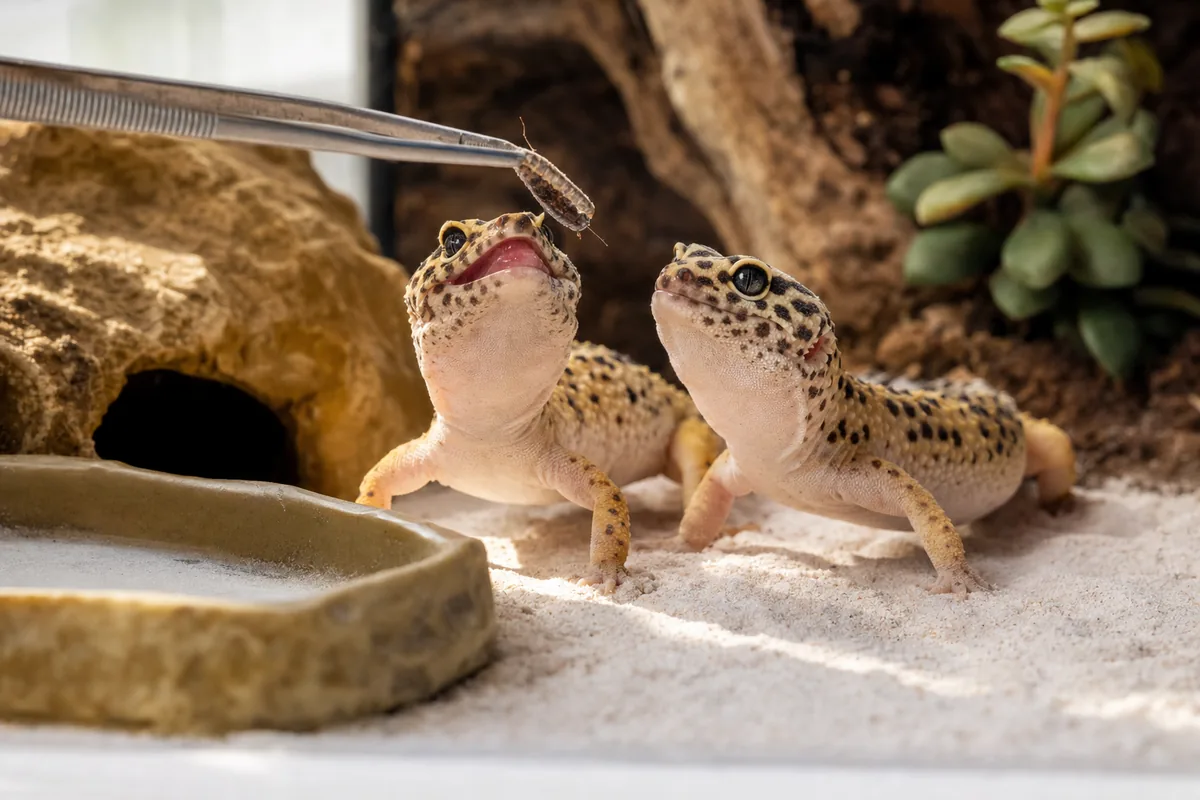 Do Dubia Roaches Beat Crickets for a Leopard Gecko?