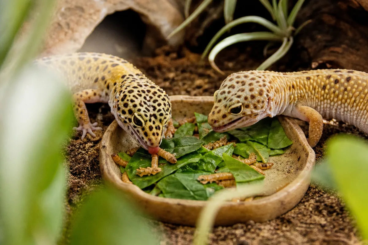 Are Mealworms Good Enough to Stay a Gecko Staple?