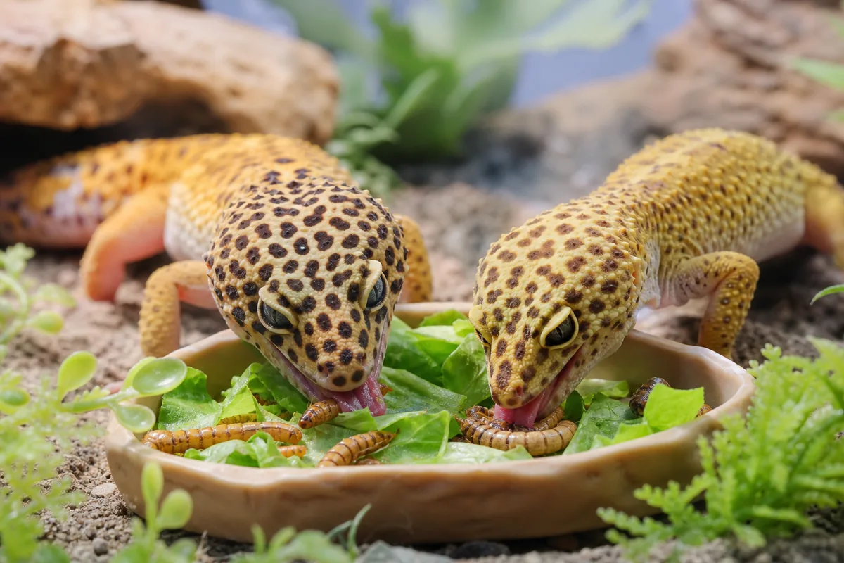 Superworm Nutrition vs Mealworm Nutrition