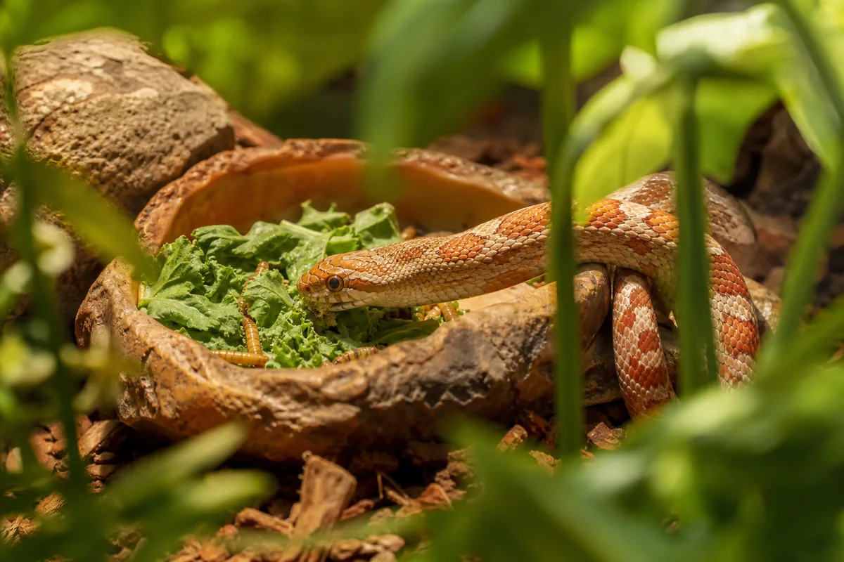 Corn Snake Enclosure: 4 × 2 × 2 Ft With Climbing Branches