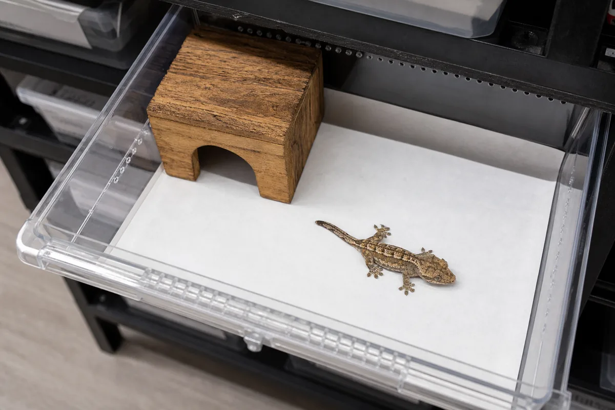 Gargoyle Geckos Live Happily at Room Temperature
