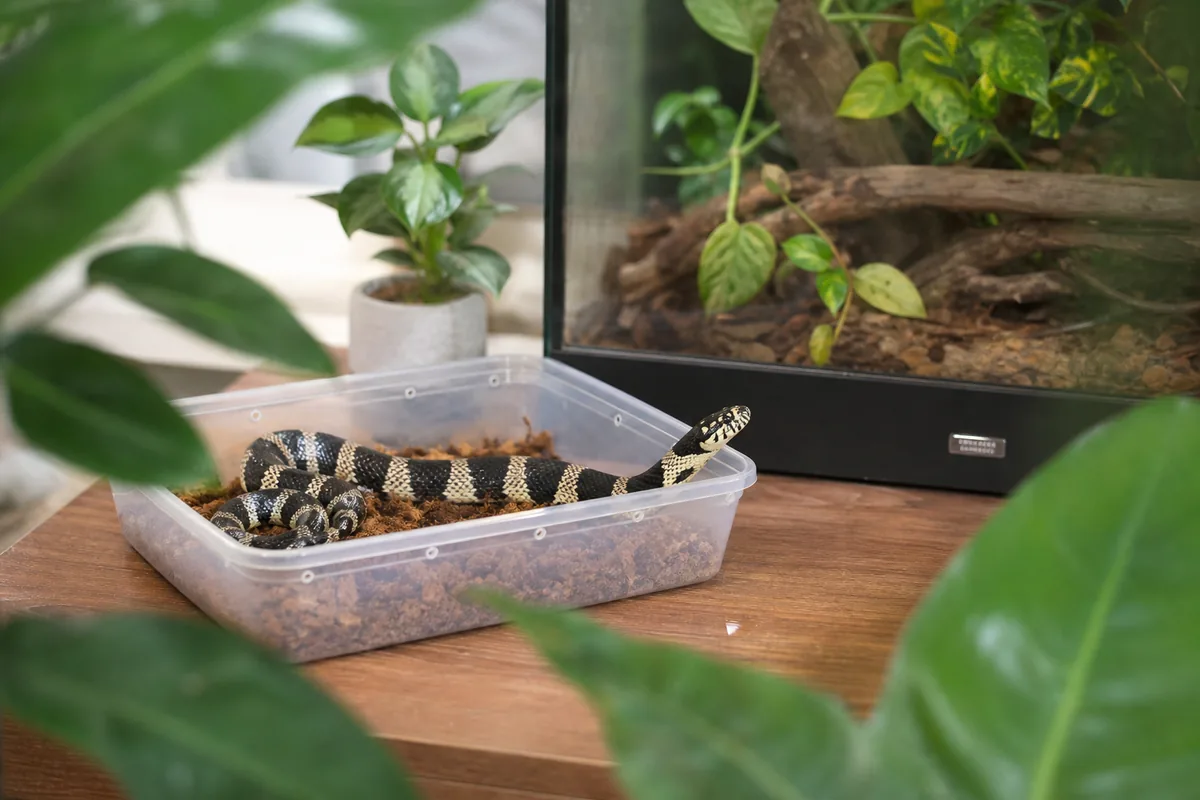 King Snake Enclosure: Size and Substrate Requirements
