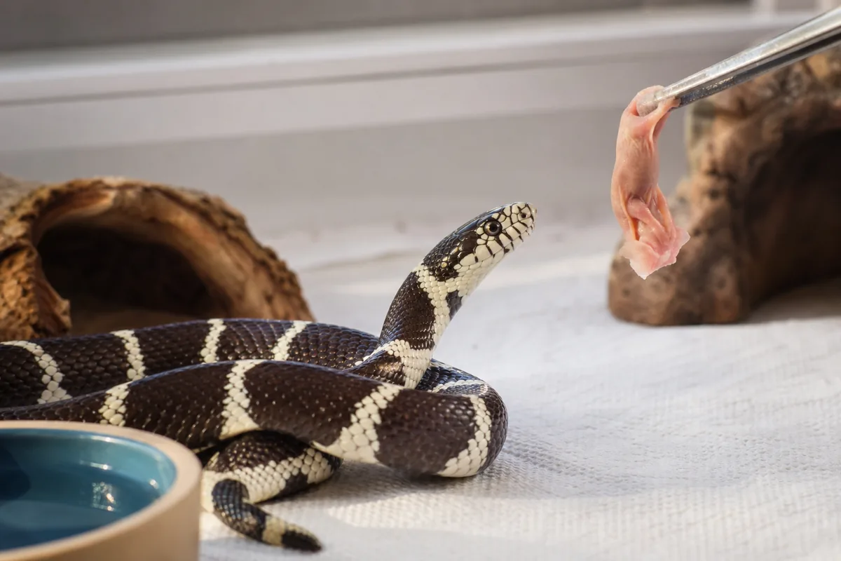 King Snakes Take Pre-Killed Mice Without Any Fuss
