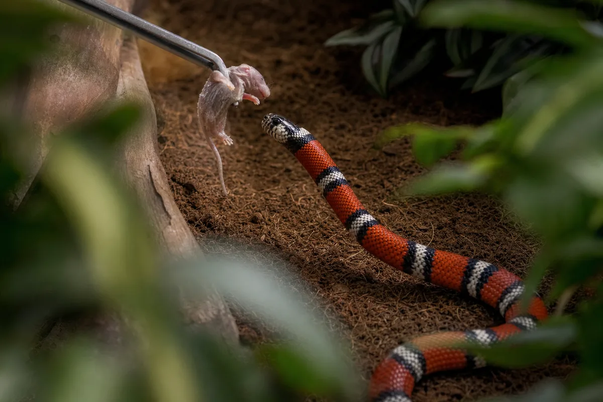 Milk Snakes Start Nervous and Calm Down With Age