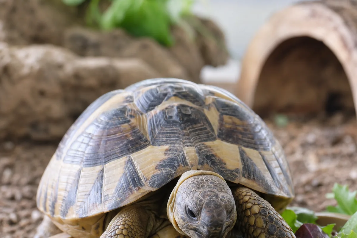 Russian Tortoise Enclosure: Tortoise Table vs. Outdoor Pen