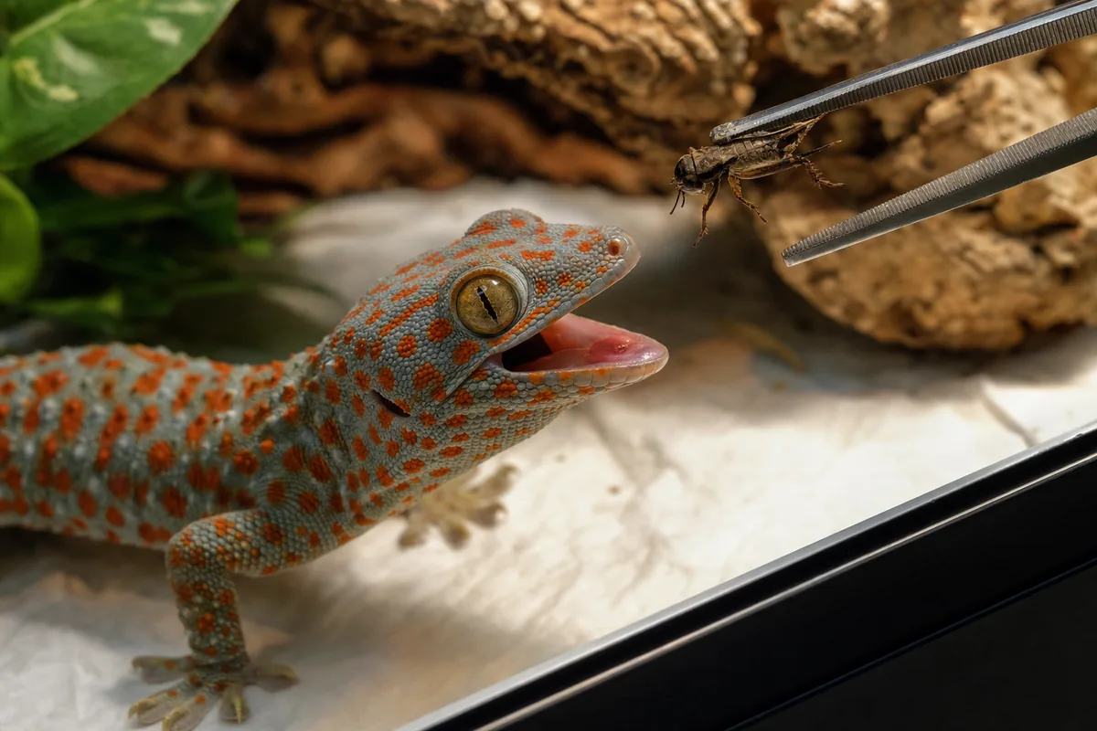 Tokay Gecko Enclosure: Vertical Space and Hiding Surfaces