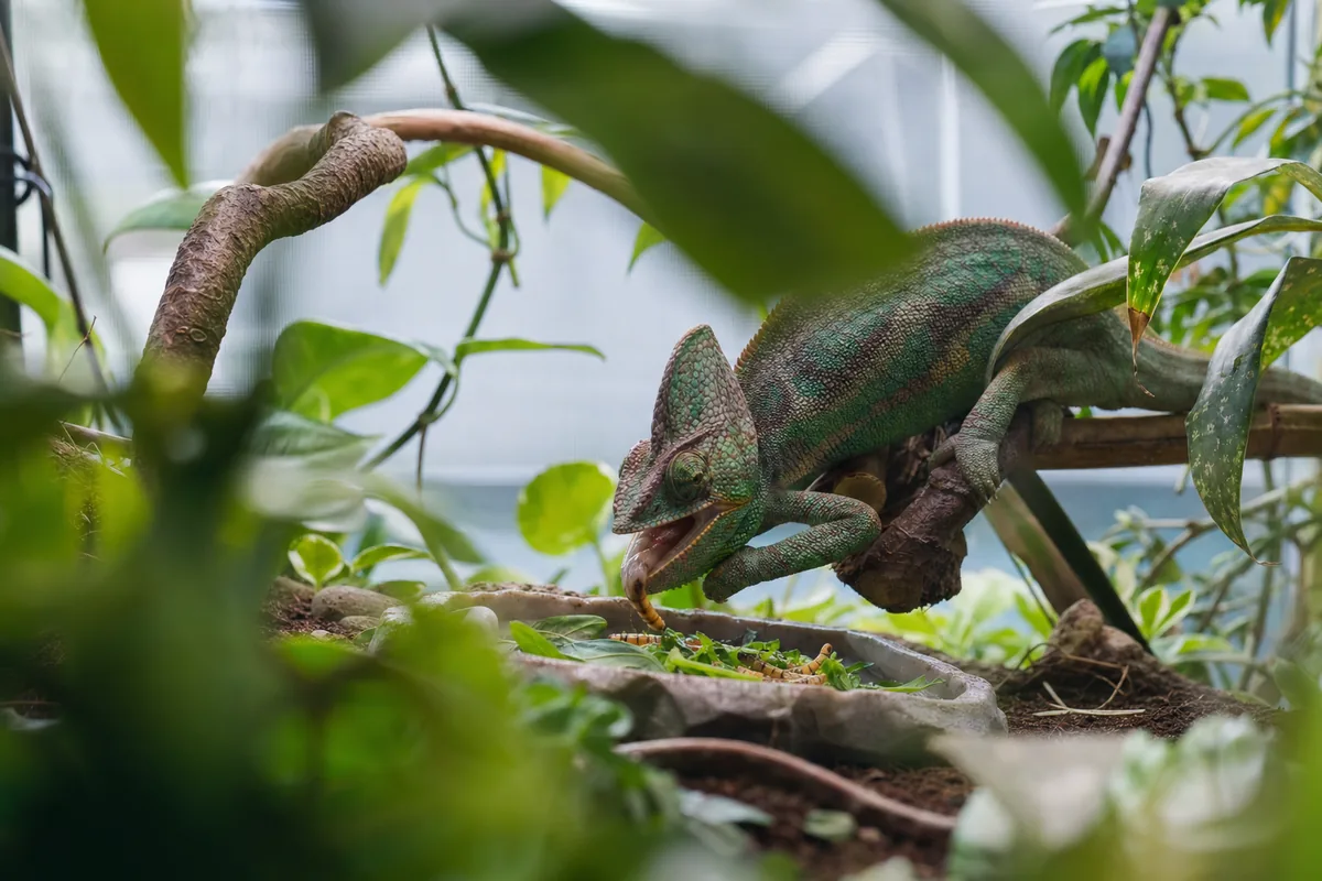 Which Feeder Insects Work Best For Chameleons?