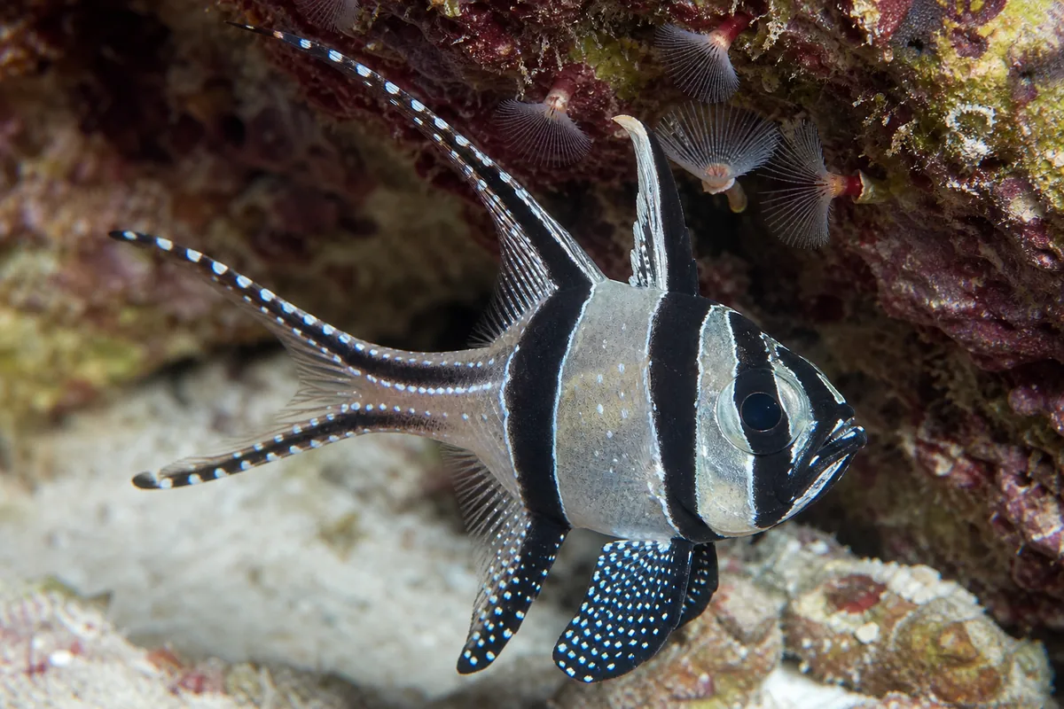 Banggai Cardinalfish Breed Readily in a Home Tank