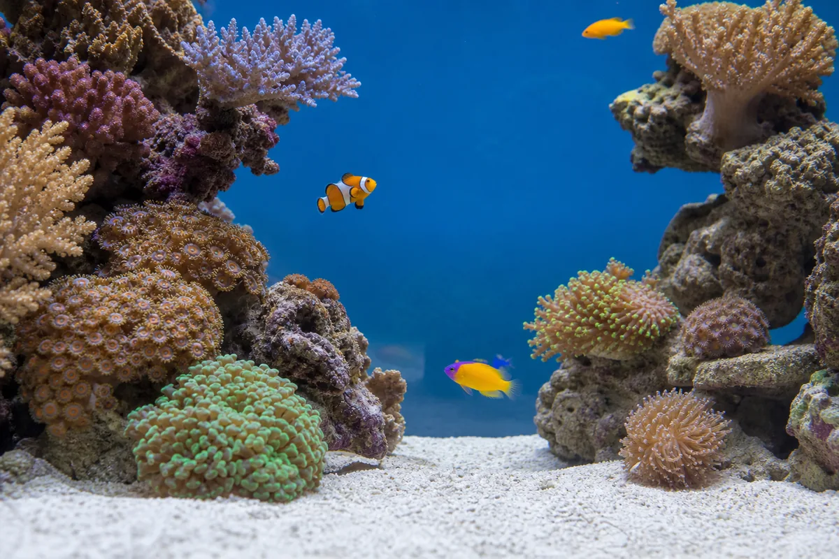 1. Ocellaris clownfish: the definitive beginner saltwater fish