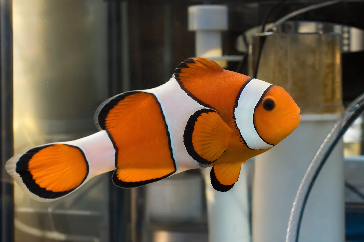 Which Reef Fish Stay Out of a Clownfish Hosting Zone?