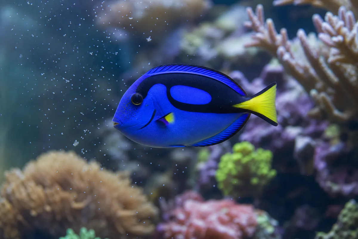 Tank setup: why 100 gallons is the real minimum