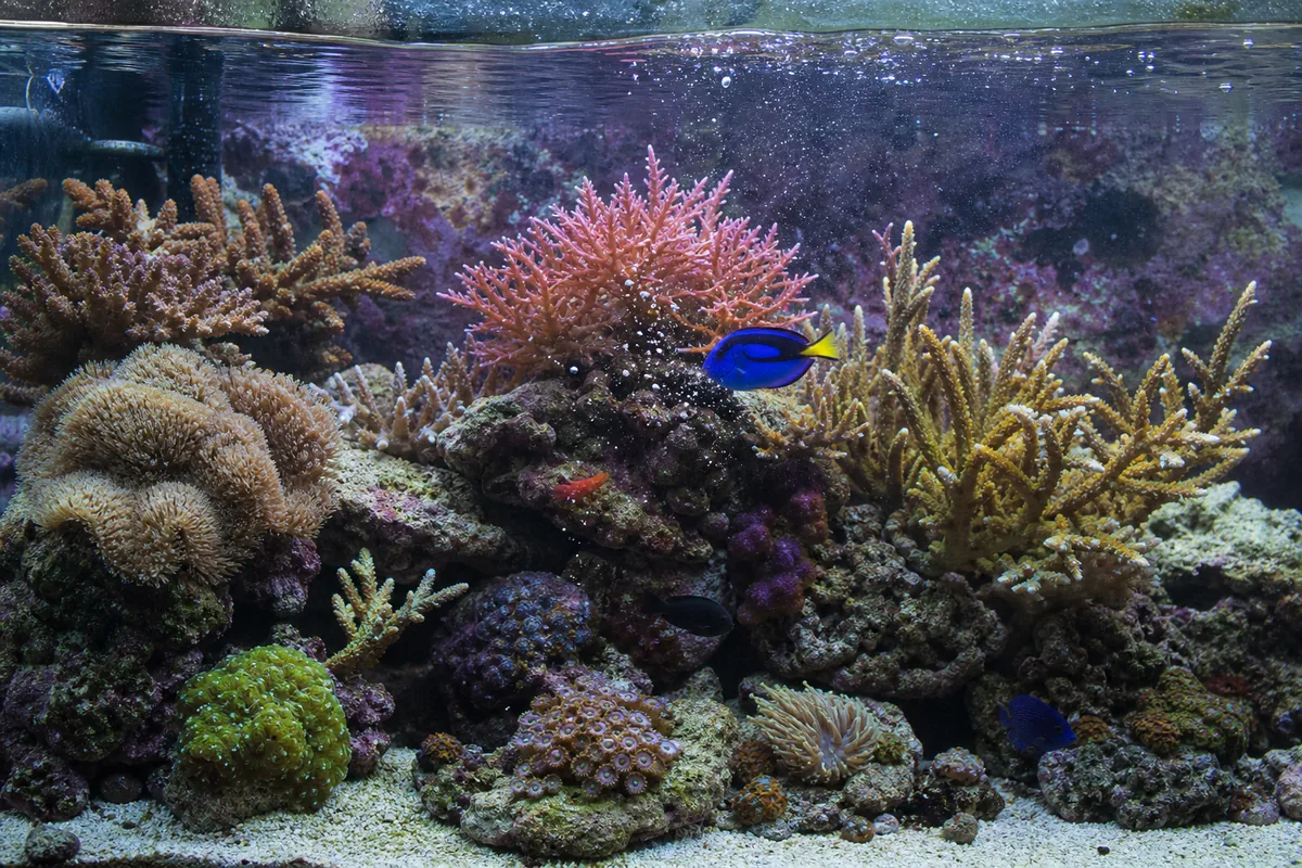 A Blue Tang Needs at Least a Hundred Gallons to Grow
