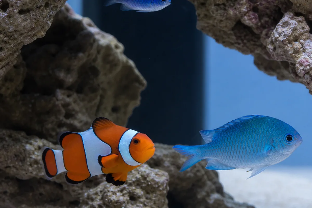 Damselfish species matter: chromis vs. aggressive damsels
