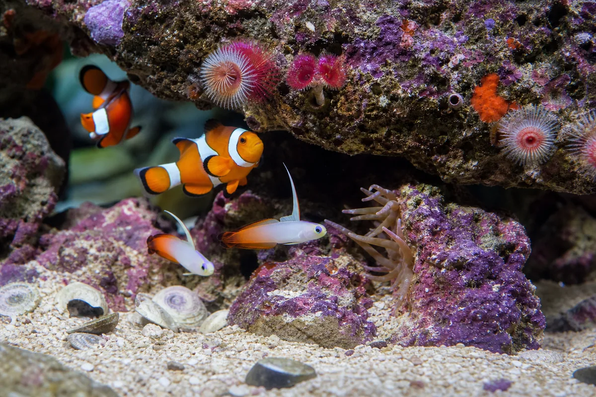 Why clownfish and firefish usually get along