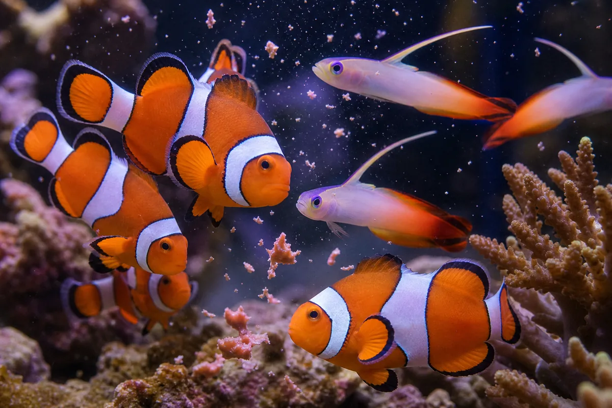Will a Firefish Stay Out With Clownfish on the Rock?