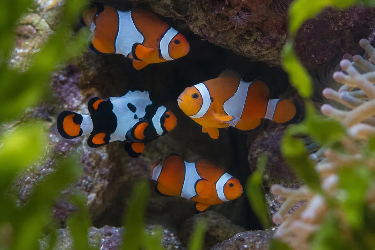 Why clownfish fight their own kind