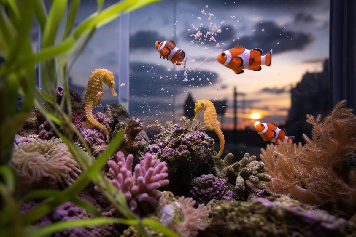 Can a Seahorse Compete With Clownfish at Feeding Time?