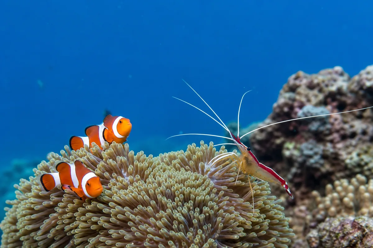 Which shrimp types work best with clownfish