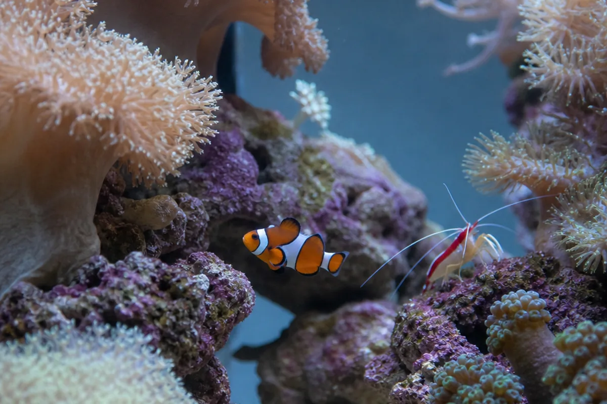 Which Shrimp Species Can Share a Reef With Clownfish?