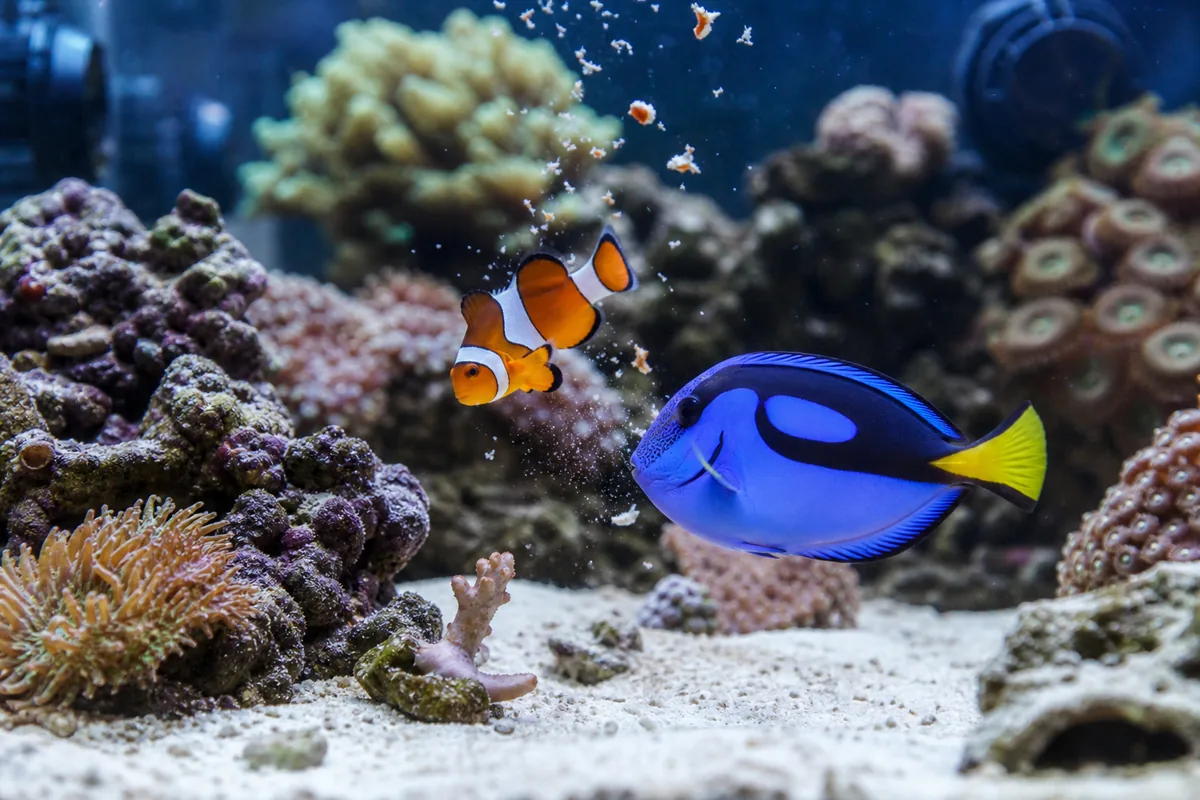 Clownfish and tang temperament: why these two species don't conflict